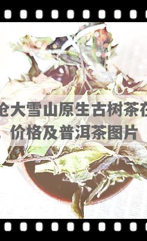 临沧大雪山原生古树茶在哪里，价格及普洱茶图片