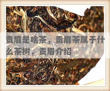 贡眉是啥茶，贡眉茶属于什么茶树，贡眉介绍
