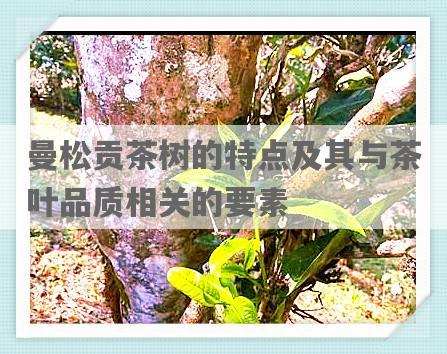 曼松贡茶树的特点及其与茶叶品质相关的要素