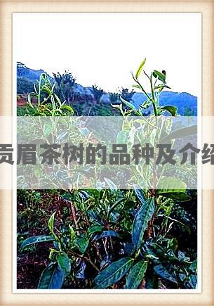 贡眉茶树的品种及介绍