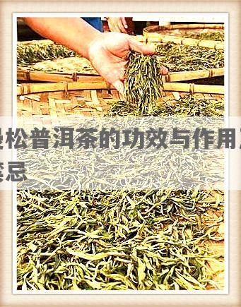 曼松普洱茶的功效与作用及禁忌