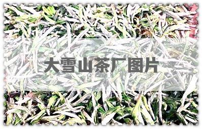大雪山茶厂图片