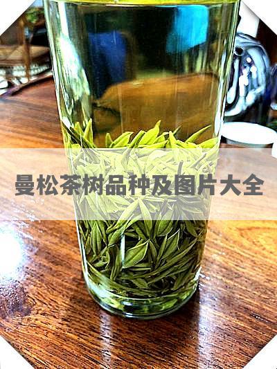 曼松茶树品种及图片大全