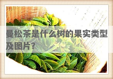 曼松茶是什么树的果实类型及图片？