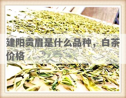 建阳贡眉是什么品种，白茶价格