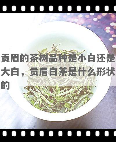 贡眉的茶树品种是小白还是大白，贡眉白茶是什么形状的