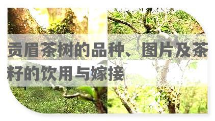 贡眉茶树的品种、图片及茶籽的饮用与嫁接
