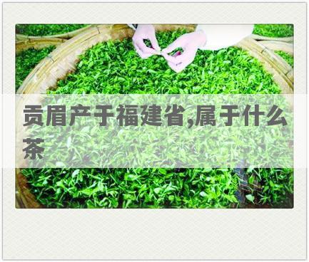 贡眉产于福建省,属于什么茶