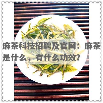 麻茶科技 *** 及官网：麻茶是什么，有什么功效？