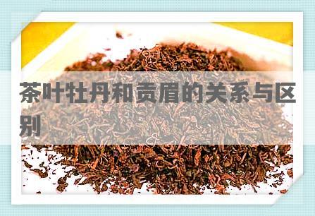茶叶牡丹和贡眉的关系与区别