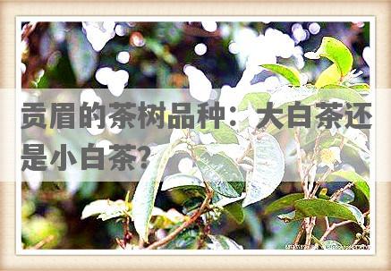 贡眉的茶树品种：大白茶还是小白茶？