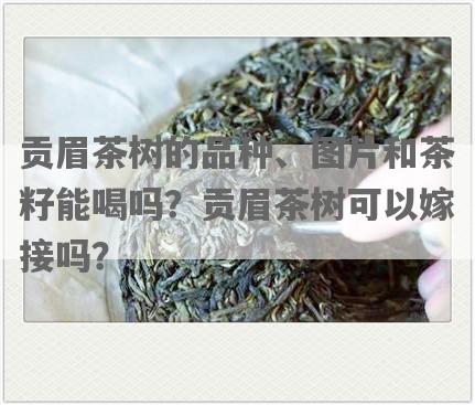贡眉茶树的品种、图片和茶籽能喝吗？贡眉茶树可以嫁接吗？