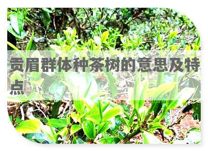 贡眉群体种茶树的意思及特点
