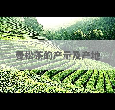 曼松茶的产量及产地