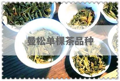 曼松单棵茶品种