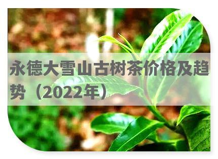永德大雪山古树茶价格及趋势（2022年）