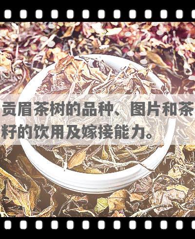贡眉茶树的品种、图片和茶籽的饮用及嫁接能力。