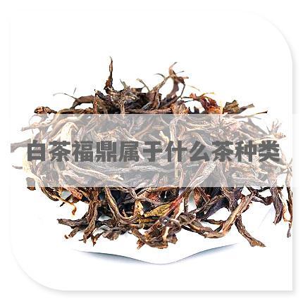 白茶福鼎属于什么茶种类
