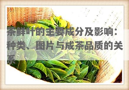 茶鲜叶的主要成分及影响：种类、图片与成茶品质的关系