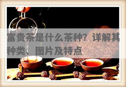 富贵茶是什么茶种？详解其种类、图片及特点