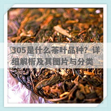 305是什么茶叶品种？详细解析及其图片与分类