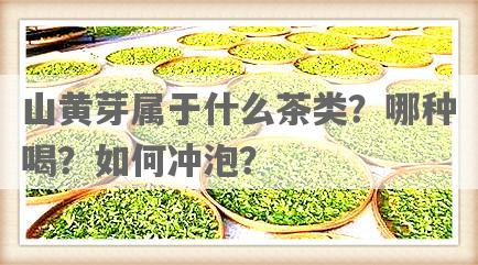 山黄芽属于什么茶类？哪种喝？如何冲泡？