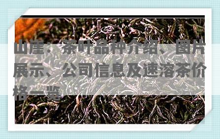 山崖：茶叶品种介绍、图片展示、公司信息及速溶茶价格一览
