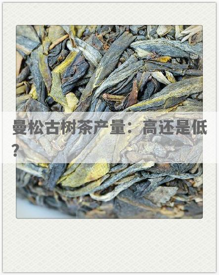曼松古树茶产量：高还是低？