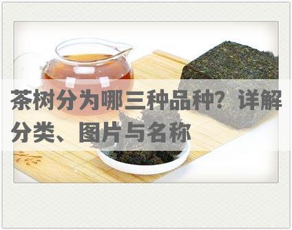茶树分为哪三种品种？详解分类、图片与名称