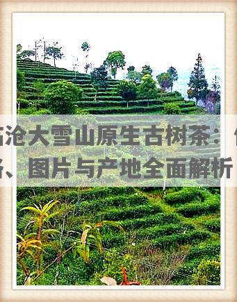 临沧大雪山原生古树茶：价格、图片与产地全面解析