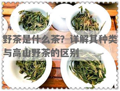 野茶是什么茶？详解其种类与高山野茶的区别