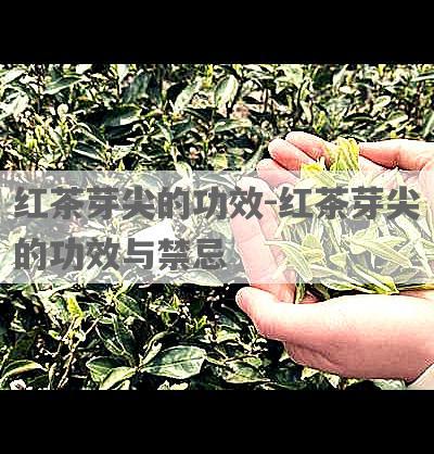 红茶芽尖的功效-红茶芽尖的功效与禁忌