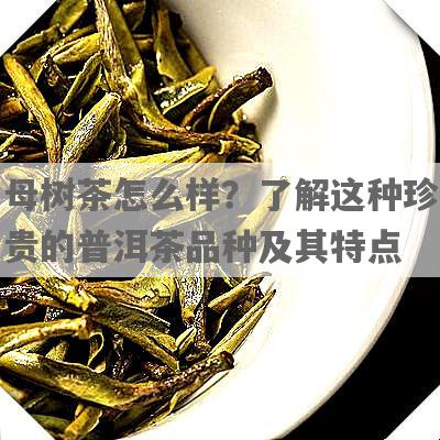 母树茶怎么样？了解这种珍贵的普洱茶品种及其特点