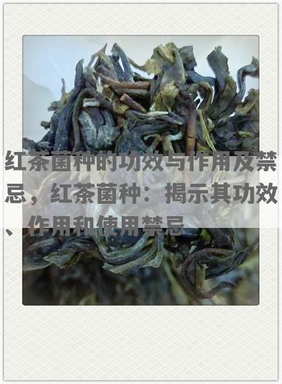 红茶菌种的功效与作用及禁忌，红茶菌种：揭示其功效、作用和使用禁忌