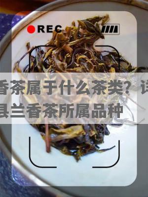 兰香茶属于什么茶类？详解泾县兰香茶所属品种