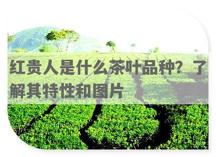 红贵人是什么茶叶品种？了解其特性和图片