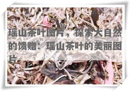 瑶山茶叶图片，探索大自然的馈赠：瑶山茶叶的美丽图片