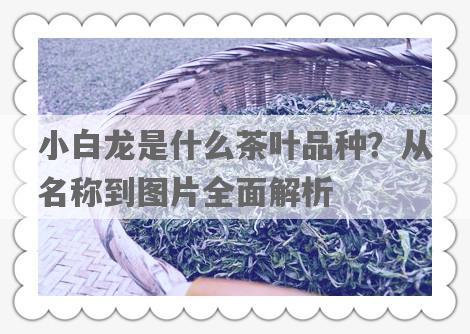 小白龙是什么茶叶品种？从名称到图片全面解析