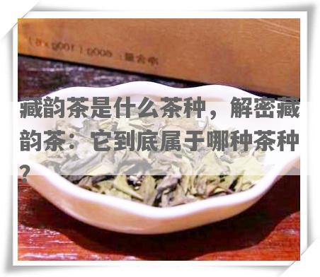藏韵茶是什么茶种，解密藏韵茶：它到底属于哪种茶种？