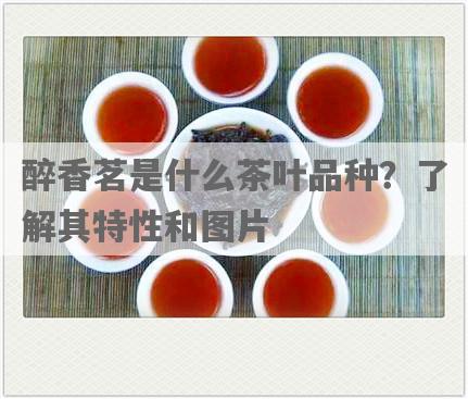 醉香茗是什么茶叶品种？了解其特性和图片