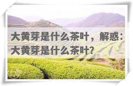 大黄芽是什么茶叶，解惑：大黄芽是什么茶叶？