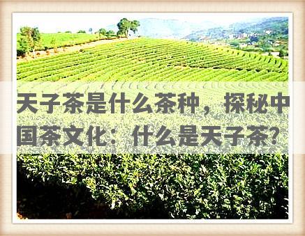 天子茶是什么茶种，探秘中国茶文化：什么是天子茶？