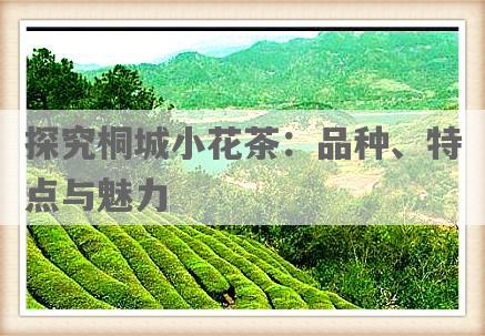探究桐城小花茶：品种、特点与魅力