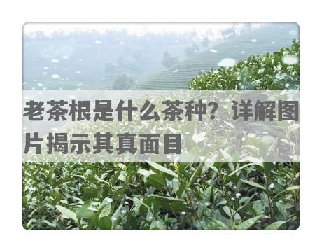 老茶根是什么茶种？详解图片揭示其真面目