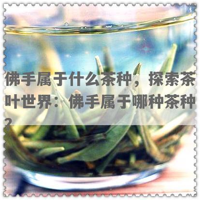 佛手属于什么茶种，探索茶叶世界：佛手属于哪种茶种？