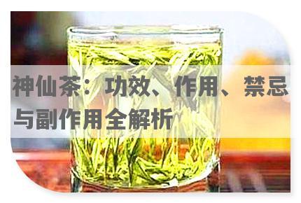 神仙茶：功效、作用、禁忌与副作用全解析