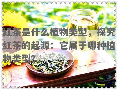 红茶是什么植物类型，探究红茶的起源：它属于哪种植物类型？