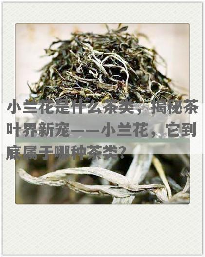 小兰花是什么茶类，揭秘茶叶界新宠——小兰花，它到底属于哪种茶类？