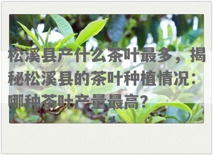 松溪县产什么茶叶最多，揭秘松溪县的茶叶种植情况：哪种茶叶产量更高？