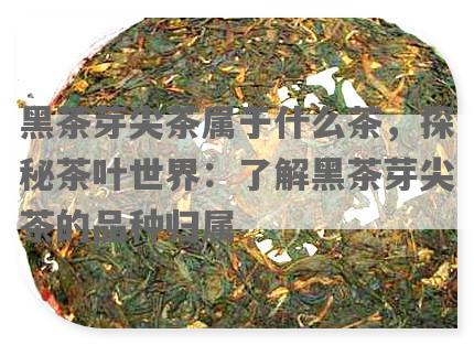 黑茶芽尖茶属于什么茶，探秘茶叶世界：了解黑茶芽尖茶的品种归属